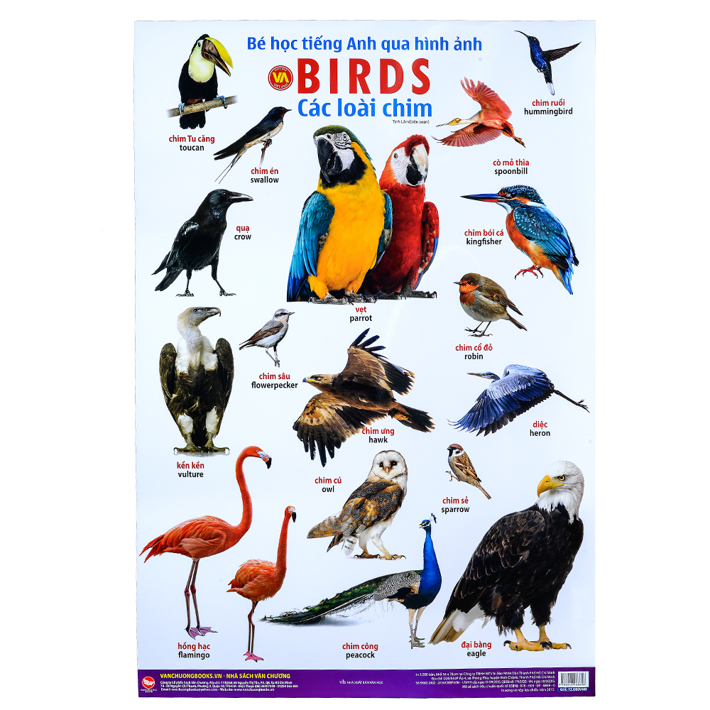 Bé Học Tiếng Anh Qua Hình Ảnh - Các Loài Chim - Giá 8.000đ tại Tiki.vn